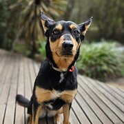 Home Owner wanting sitter in , Victoria