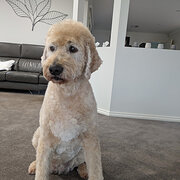 Home Owner wanting sitter in , Victoria