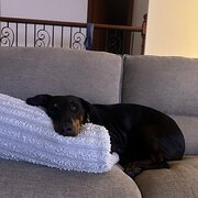 Home Owner wanting sitter in Perth, Western Australia