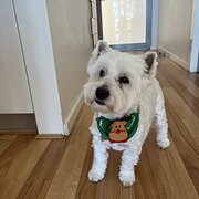 Home Owner wanting sitter in Gold Coast, Queensland