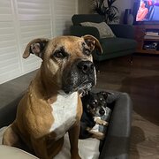 Home Owner wanting sitter in Sydney, New South Wales