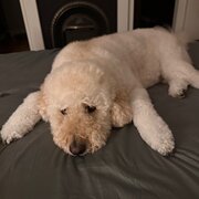 Home Owner wanting sitter in , Queensland