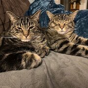Home Owner wanting sitter in Adelaide, South Australia
