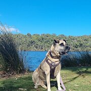 Home Owner wanting sitter in Bunbury, Western Australia