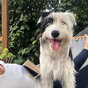 Home Owner wanting sitter in Launceston, Tasmania