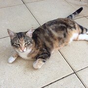 Home Owner wanting sitter in , New South Wales