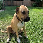 Home Owner wanting sitter in , Queensland