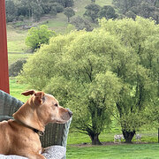 Home Owner wanting sitter in , New South Wales