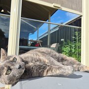 Home Owner wanting sitter in , South Australia
