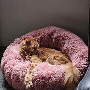 Home Owner wanting sitter in , New South Wales