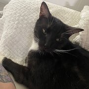 Home Owner wanting sitter in Cairns, Queensland