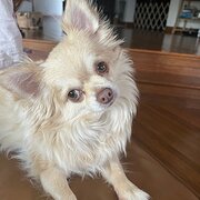 Home Owner wanting sitter in , Queensland