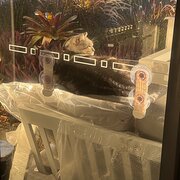 Home Owner wanting sitter in Noosa, Queensland