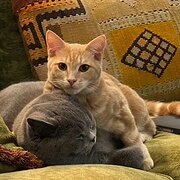 Home Owner wanting sitter in Sydney, New South Wales