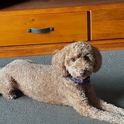House Sitter - Retired teacher, trusted pet and house s