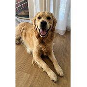 Home Owner wanting sitter in Melbourne, Victoria