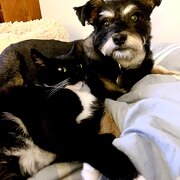 Home Owner wanting sitter in Melbourne, Victoria