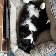 Home Owner wanting sitter in , New South Wales