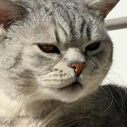 Home Owner wanting sitter in Melbourne, Victoria