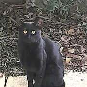 Home Owner wanting sitter in Sunbury, Victoria