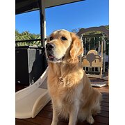 Home Owner wanting sitter in , Queensland