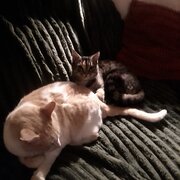 Home Owner wanting sitter in Smithton and Stanley , Tasmania