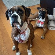 Home Owner wanting sitter in , Victoria