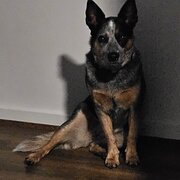 Home Owner wanting sitter in Adelaide, South Australia