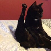 Home Owner wanting sitter in Brisbane , Queensland