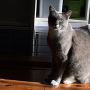 Home Owner wanting sitter in , New South Wales