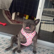 Home Owner wanting sitter in , Queensland