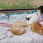 Home Owner wanting sitter in , New South Wales