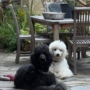 Home Owner wanting sitter in Melbourne, Victoria