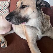 Home Owner wanting sitter in Brisbane , Queensland