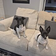 Home Owner wanting sitter in , Western Australia