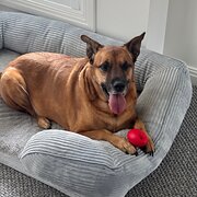 Home Owner wanting sitter in , Victoria