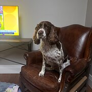 Home Owner wanting sitter in , Australian Capital Territory