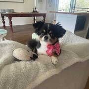 Home Owner wanting sitter in Grafton , New South Wales