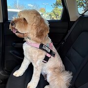 Home Owner wanting sitter in , Australian Capital Territory