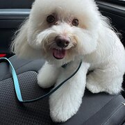 Home Owner wanting sitter in Sydney, New South Wales