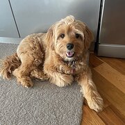 Home Owner wanting sitter in , Western Australia