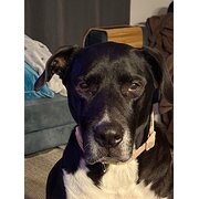 Home Owner wanting sitter in , Western Australia