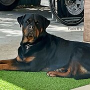 Home Owner wanting sitter in , Queensland