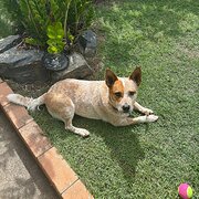 Home Owner wanting sitter in Tarragindi, Queensland