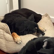 Home Owner wanting sitter in Perth, Western Australia
