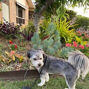 Home Owner wanting sitter in Brisbane, Queensland