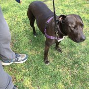 Home Owner wanting sitter in Hobart, Tasmania