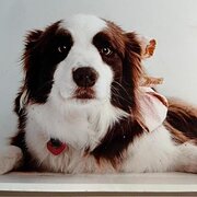 Home Owner wanting sitter in geelong, Victoria