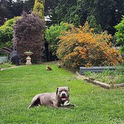 Home Owner wanting sitter in , Victoria