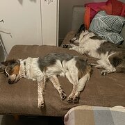 Home Owner wanting sitter in , New South Wales